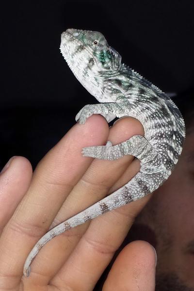 He starts showing some green!