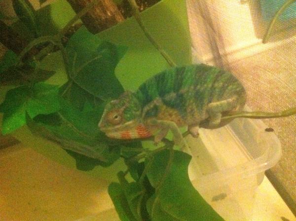 He was a wee bit grumpy... But again that perch