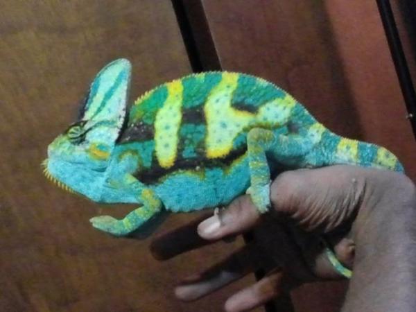 he was looking ot my receptive female, too bad i couldnt get a clear shot...he was killing my thumb with a death grip lol. 
aprox 6 weeks afer i got