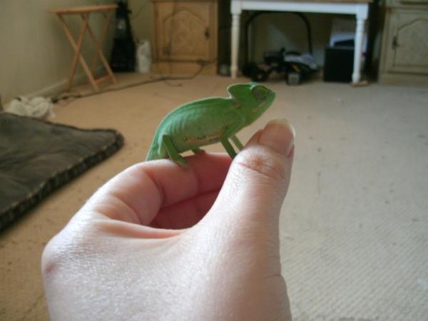 he was so tiny when we got him wow how quickly they grow. got him november 30 2011