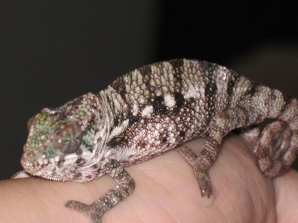 He wasn't happy after his first shower.