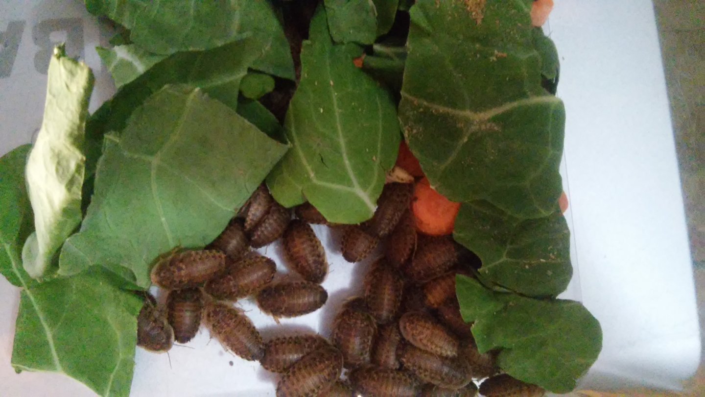 healthy dubia