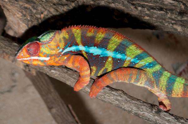 Hefner - CB Ambilobe Male