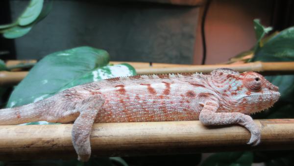 Helena [July 18, 2014] (Female BB Ambilobe)