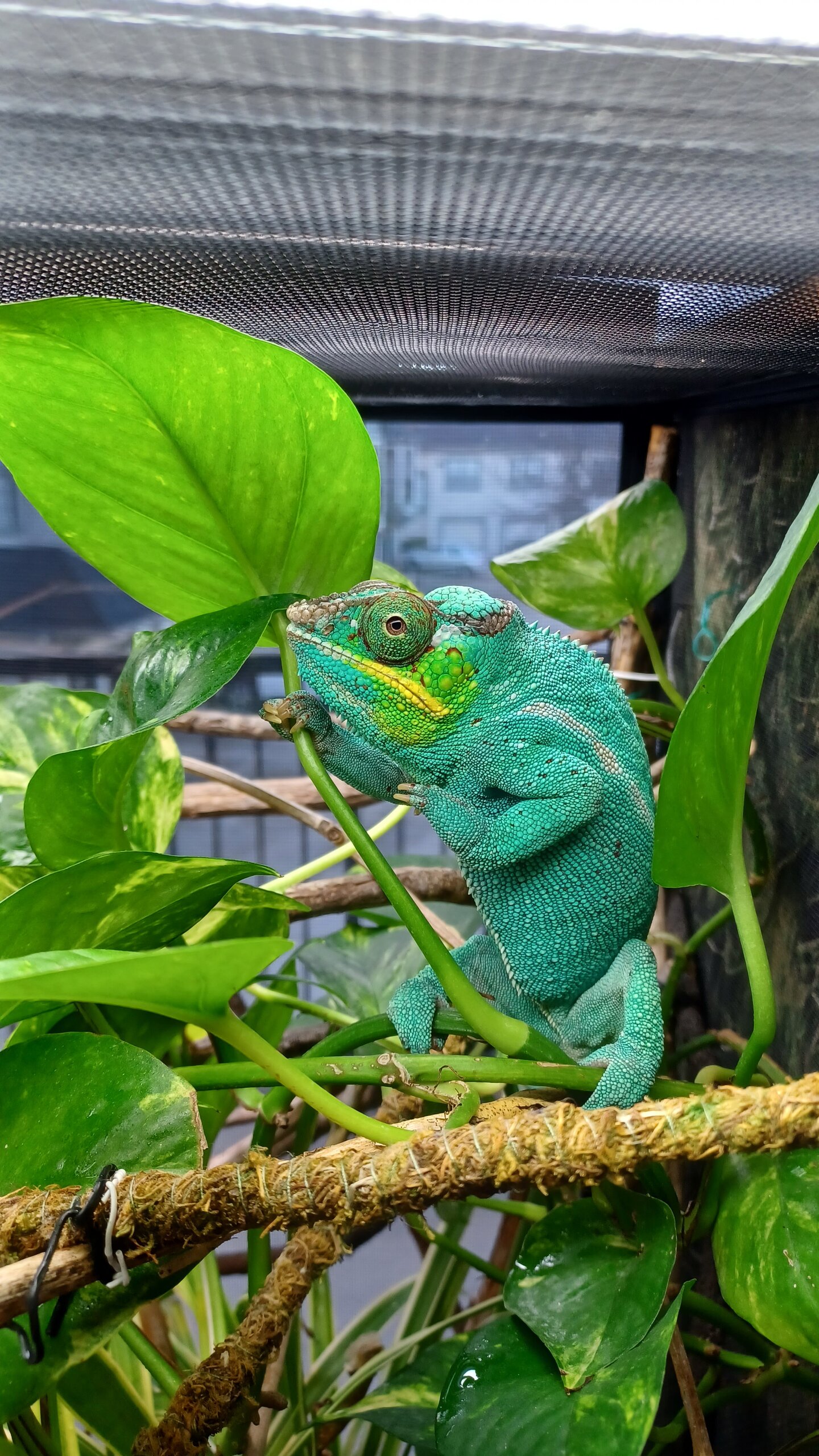 Hello March and everything green