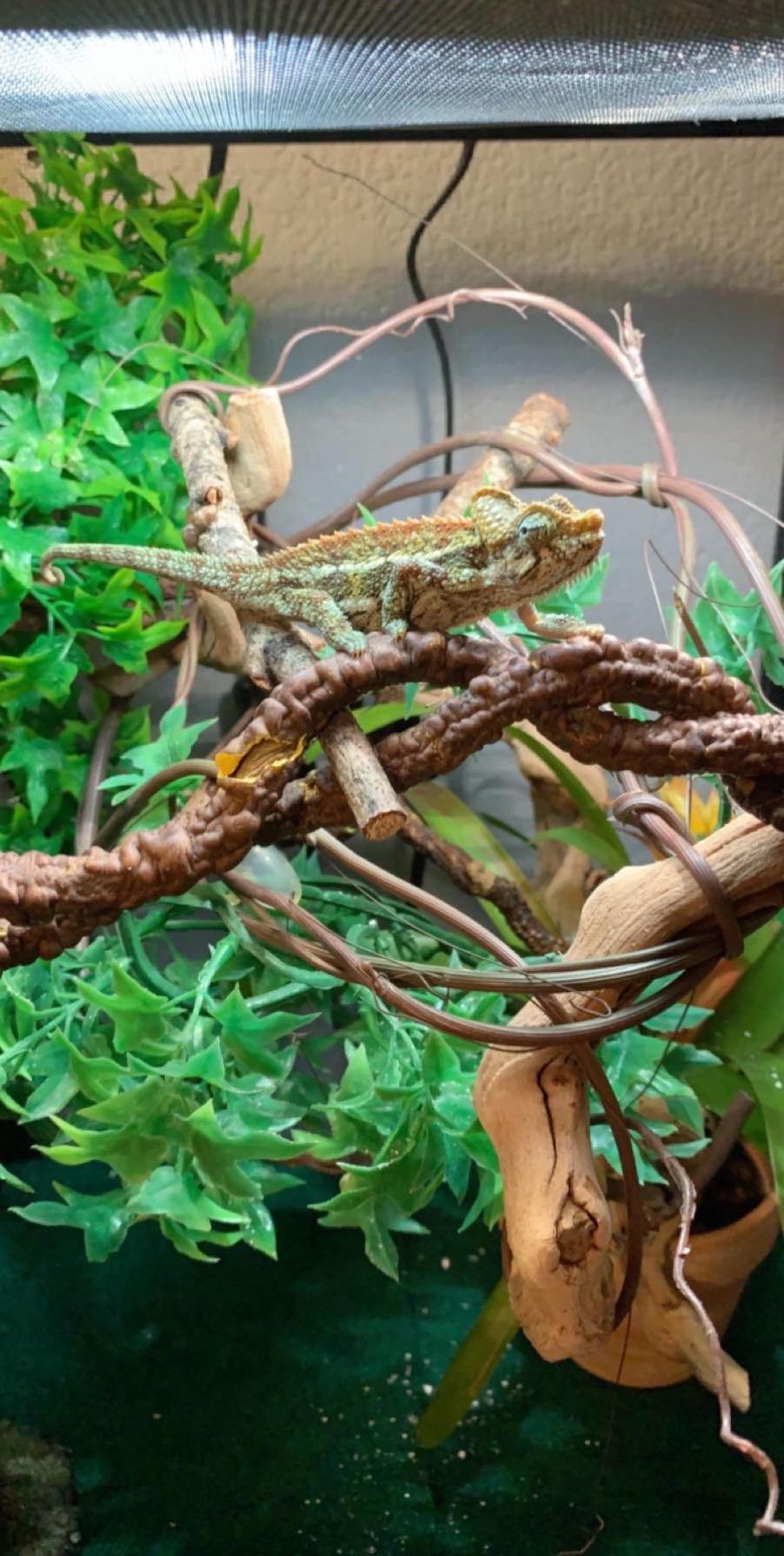 Helmeted chameleon
