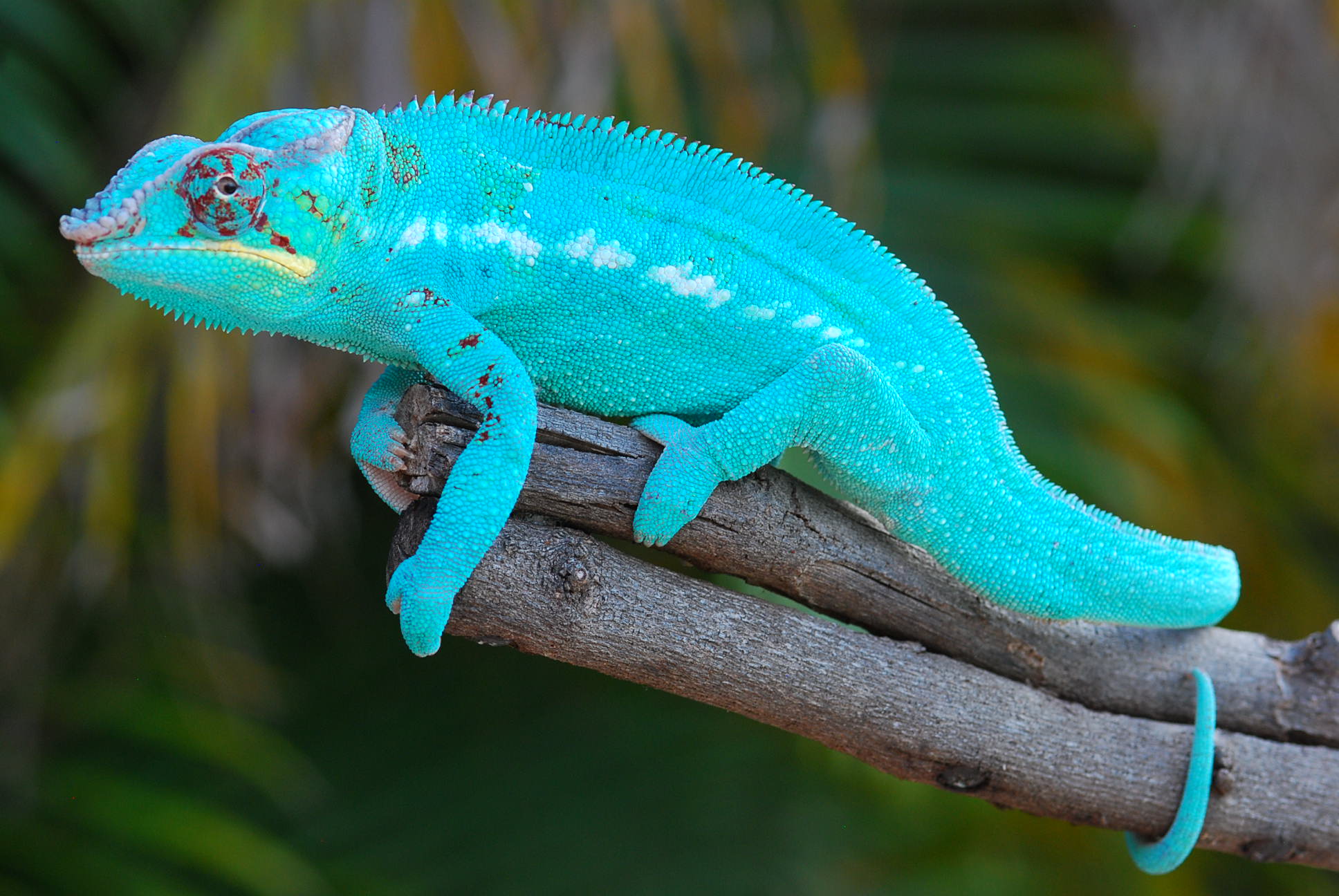 Hendershot Showing Off His Spring Colors