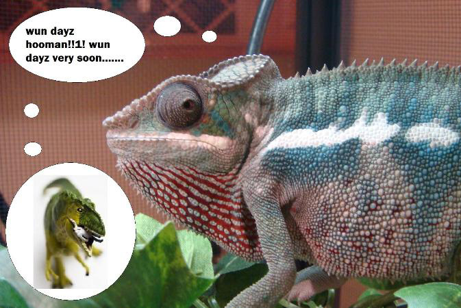 Henry Before His Morning Coffee