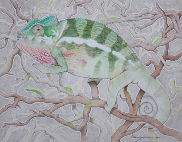 Henry, Male Ambanja Panther Chameleon. Commission for Dayna Davis. (Color Pencil)
