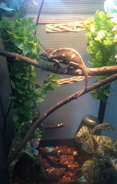 Her and i are new to eachother also new to this web site im anthony and i have lots of questions to ask and her name is mint that chameleon aha