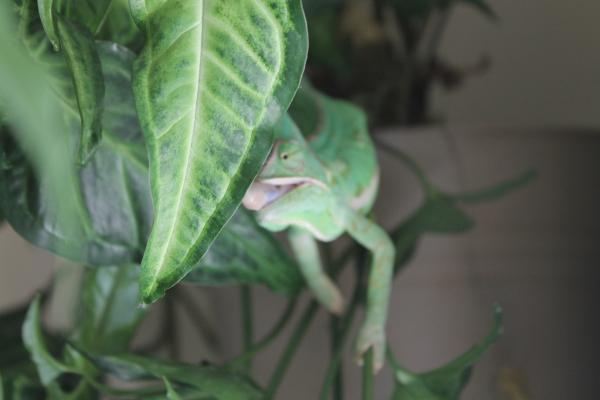 Her favourite plant to eat