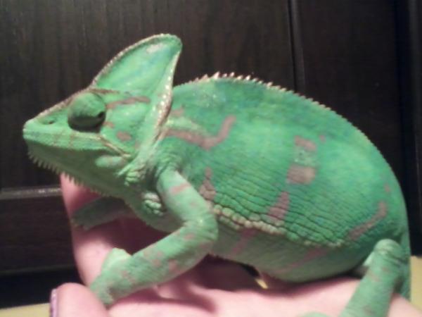 Her pretty greens