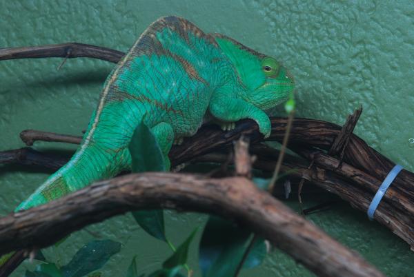 Hera 3 1/2 years old 318 grams 5/26/12    #149