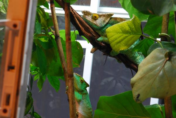 Hera and Padre  07/24/12   #001