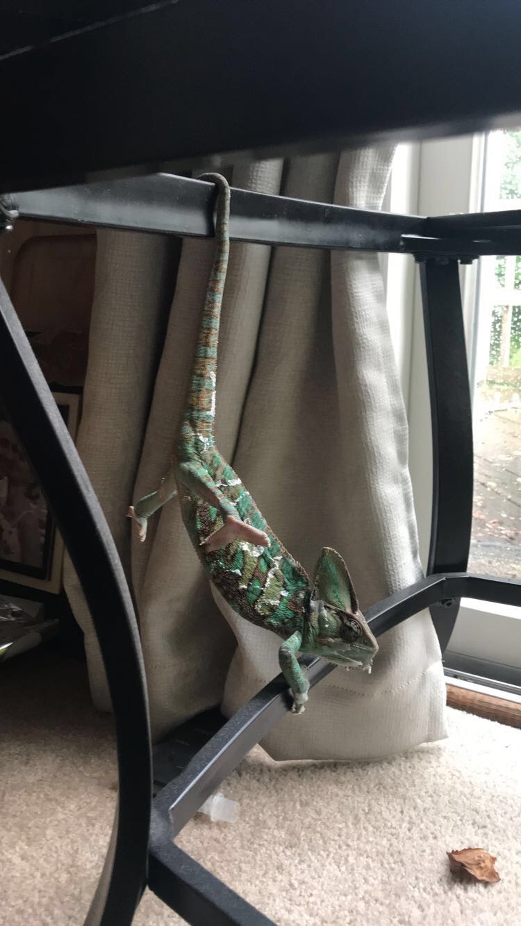 Herbert being silly
