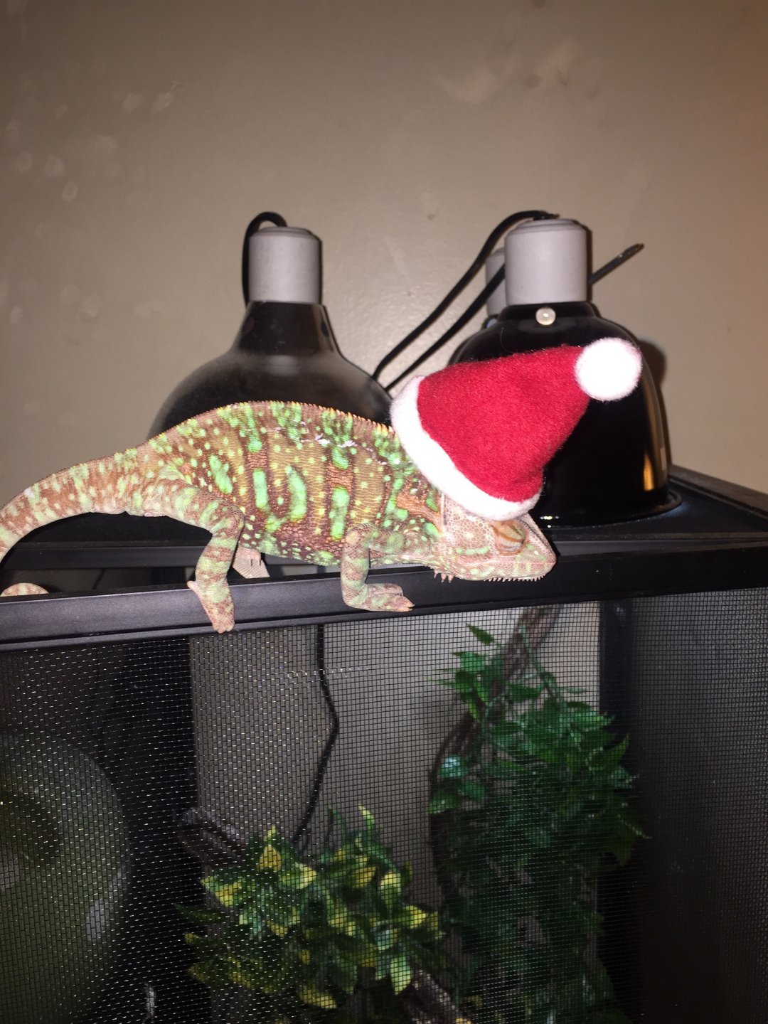 Herbert's Christmas Hat