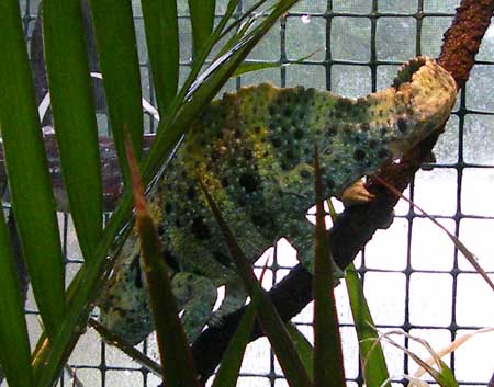 Hercules, in partial breeding colors