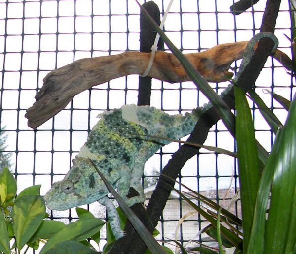 Hercules, male Meller's chameleon