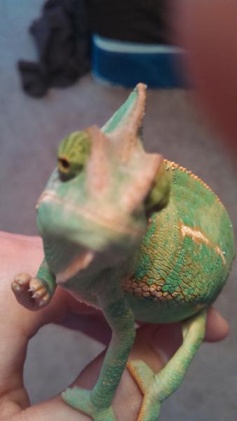 Here he is up close and personal with the camera, he's reaching out as if to climb the camera... a cham climbing a cam. Look for the white hue on the
