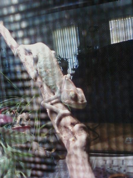here is a picture of lucky about two months after i got him. he was skinnier than that!!! poor guy.