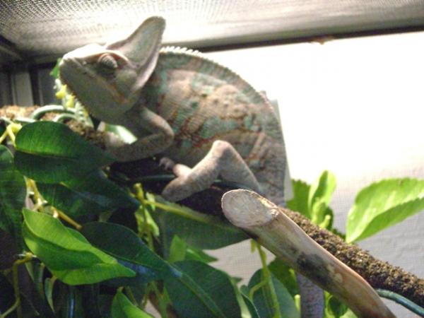 here is lucky at around 10 or 11 months. i fattened him up pretty well.