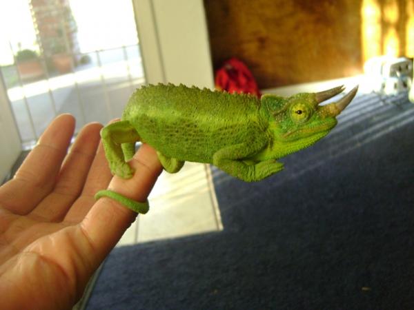here is mr. jackson. he belongs to another forum member now