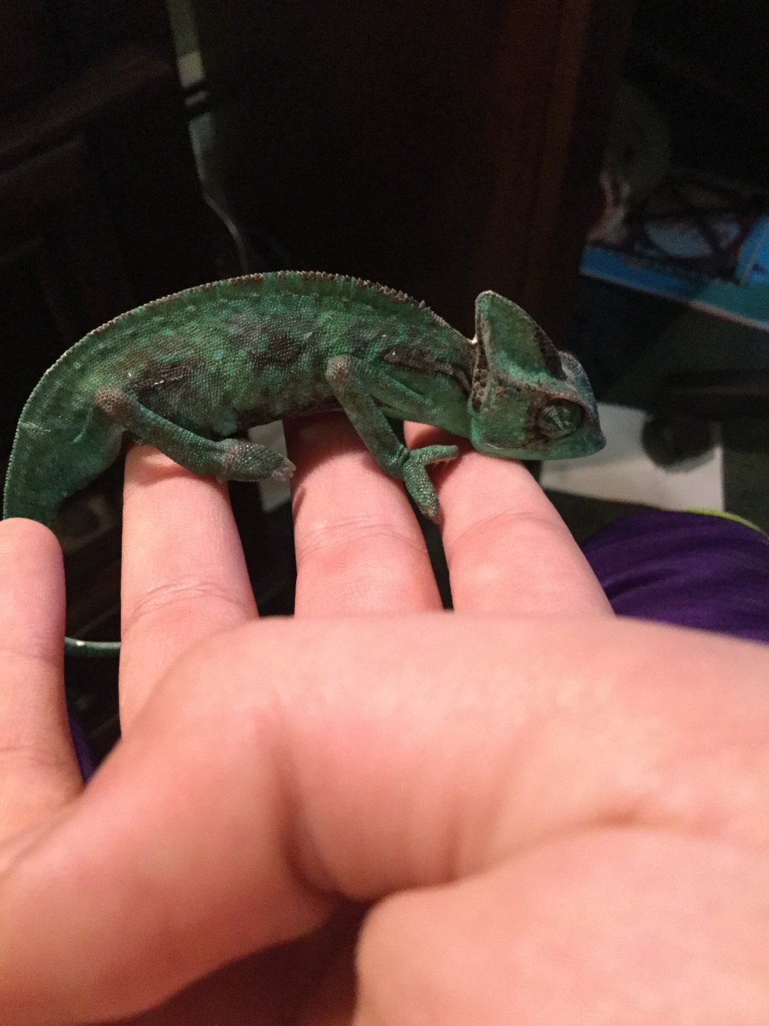 Here is my chameleon