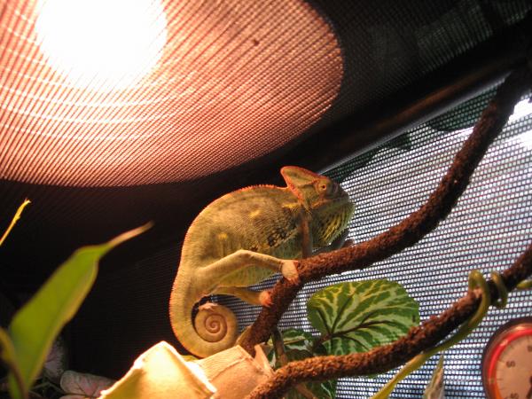 Here she is with a cricket on her tail lol ( the little white thing)