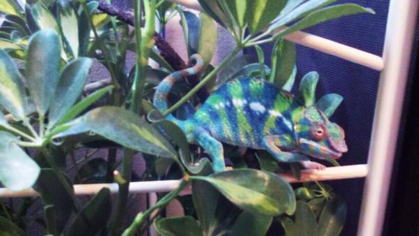 Hermes at six months