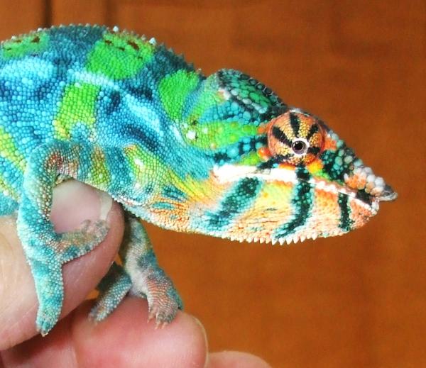 Hermes ~ October 12, 2011 at 6.5 Months