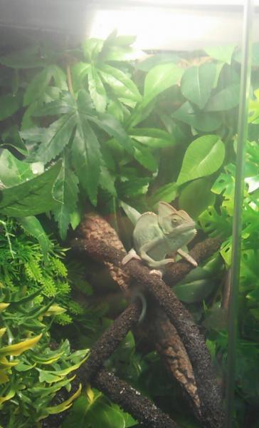 hes a little shy at times
