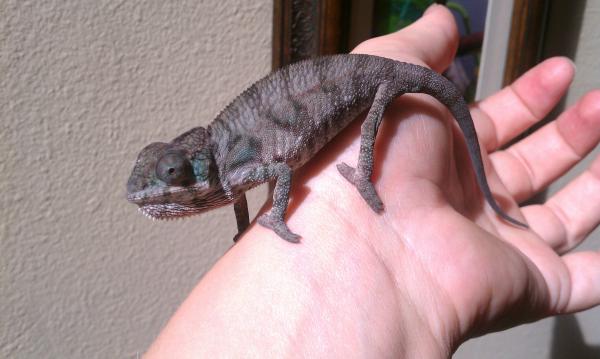 Hes getting bigger! Still haven't got him home though :(