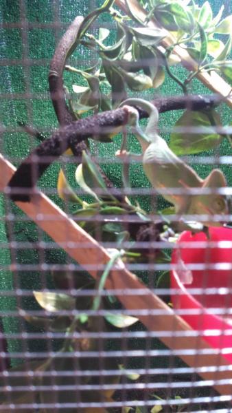 He's gotten an appetite, he eats almost ten large crix a day. Here he is at his bowl and notice he's grabbing his tail which is draped over the vine.