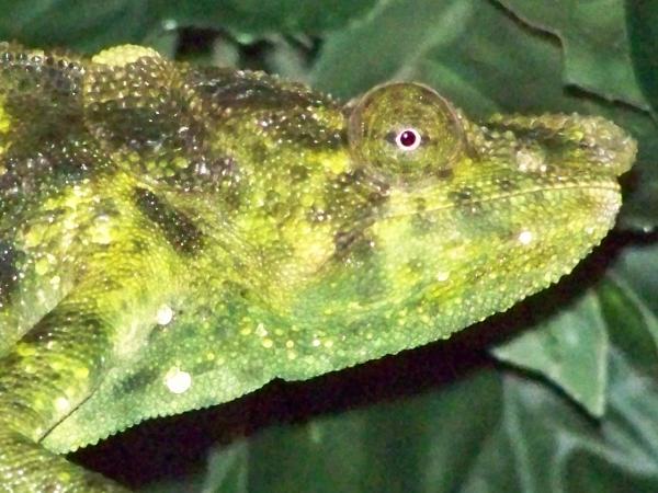 He's wondering if the camera is edible