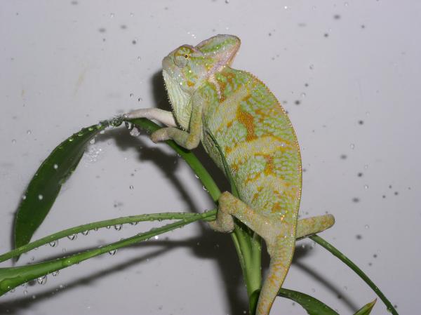 "Hey dude c'mon I'm SHOWERING!!! How would you like it if I walked in and took pictures of YOU!?"