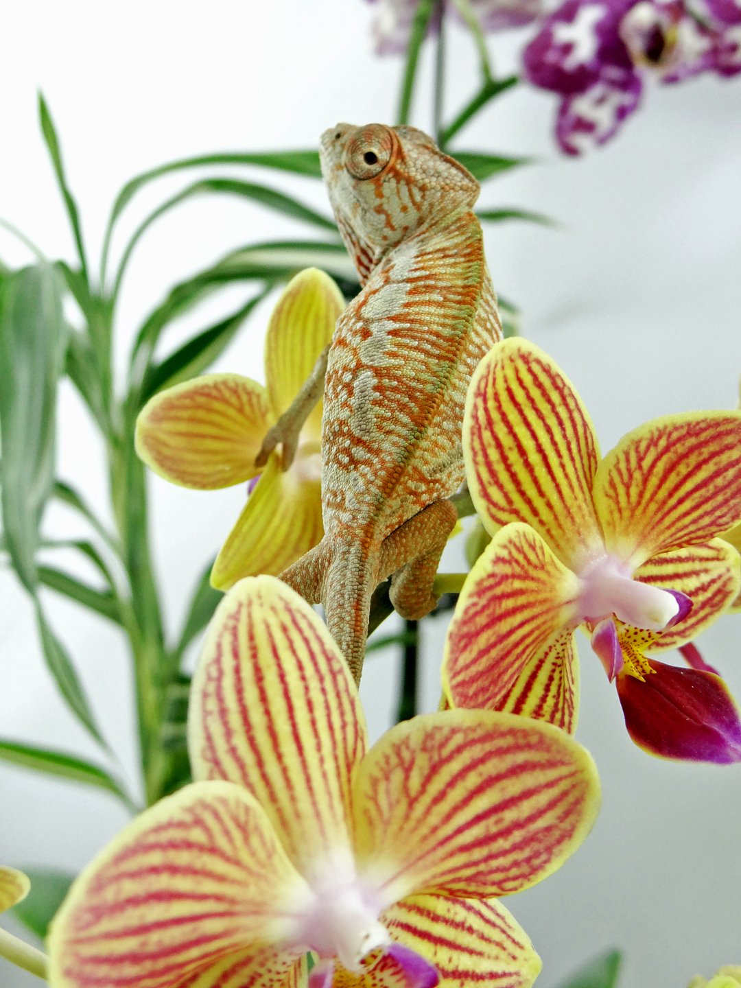 "Hey! Give us your best orchid impersonation!"