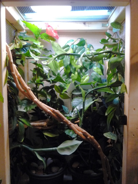 Hibiscus bloomed and I added a couple more vines and sticks to the cage.