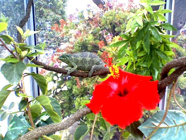 hibiscus flower
