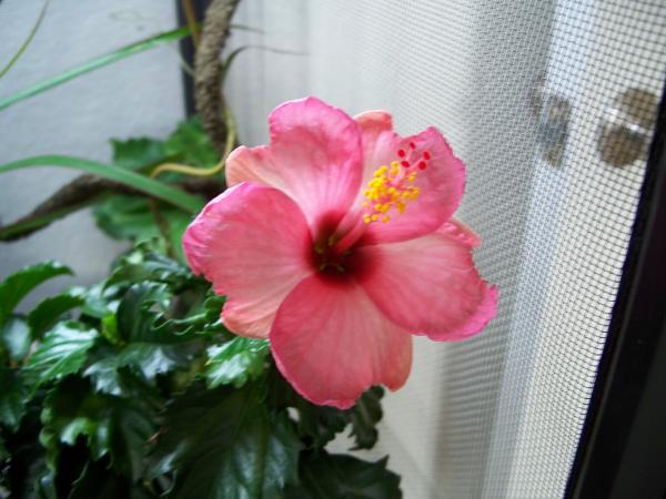 Hibiscus