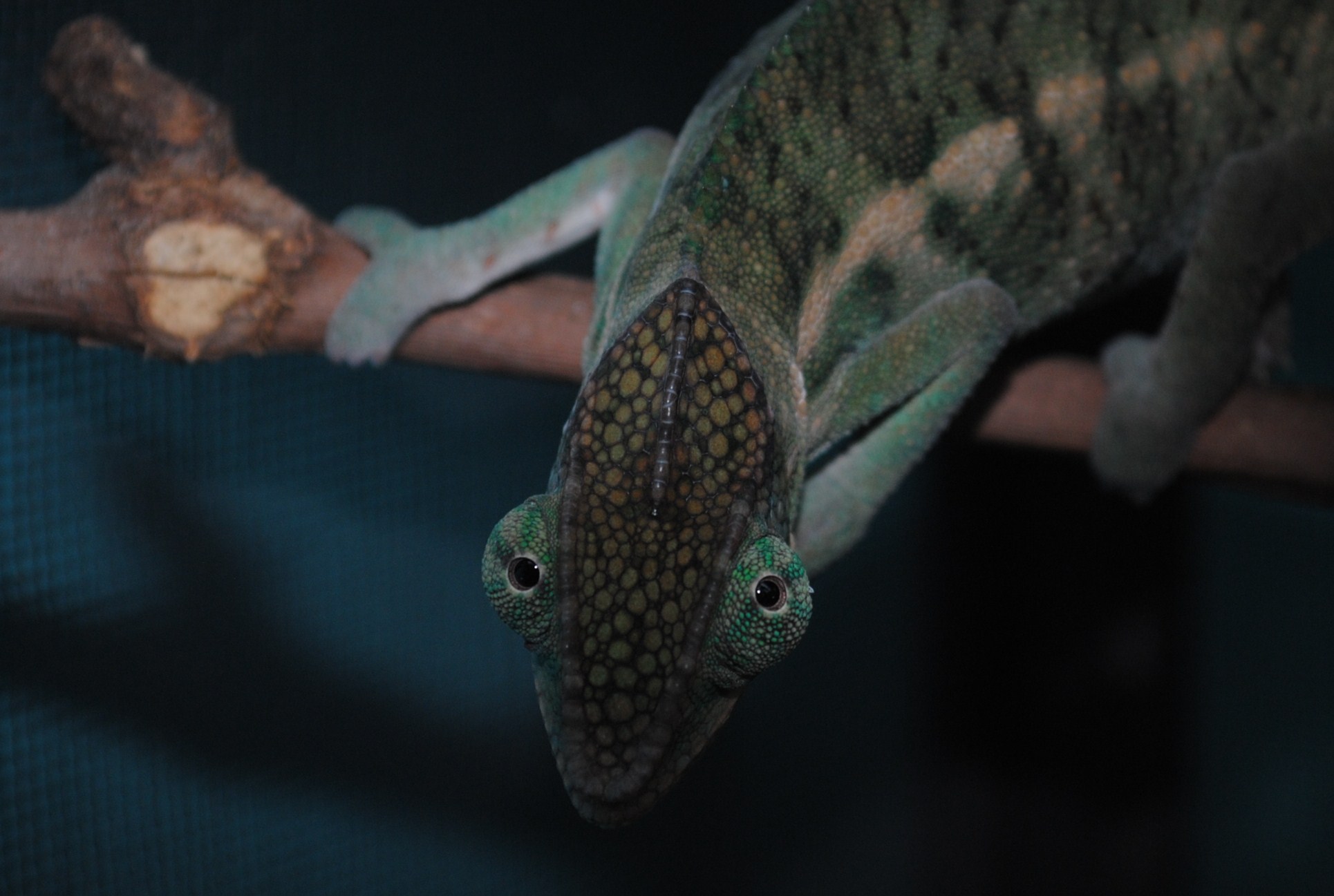 Hidden In The Shadows