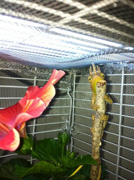 Hiding behind a HUGE branch!!