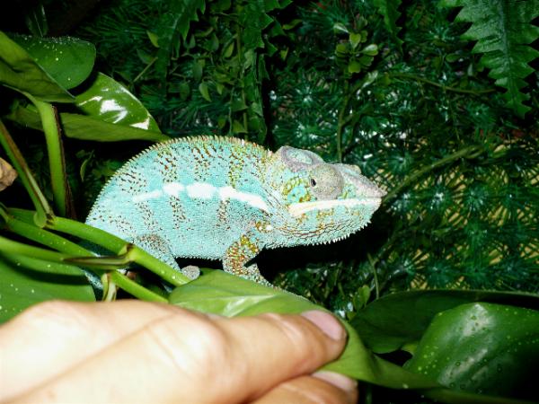 hiding uptop