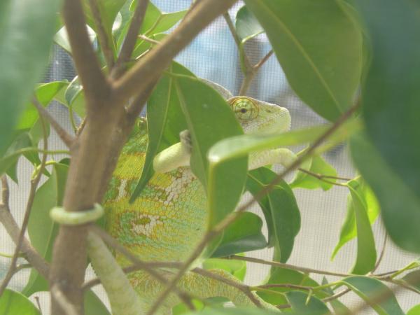 HidiNG