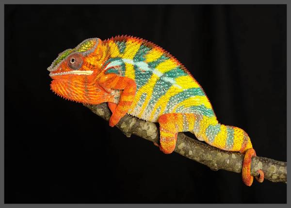 Higgins is Chaos's sire he is a yellow body blue bar ambilobe panther from the jungle panthers in Tennessee