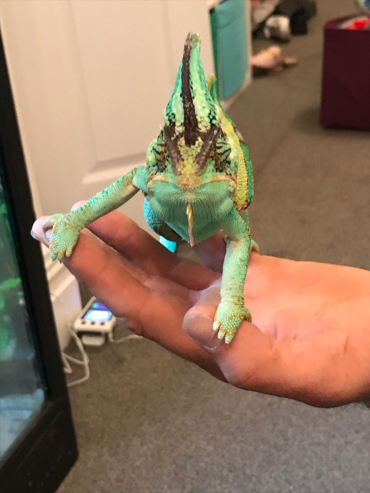 HIM venturing out
