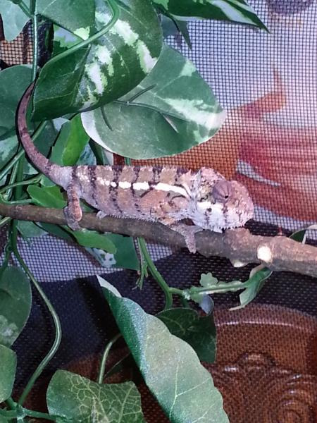 His first day in the enclosure.
