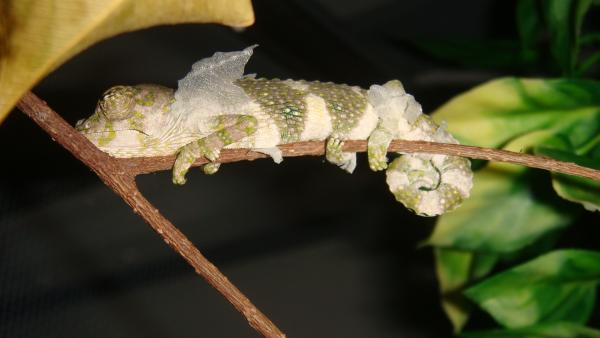 his first shed