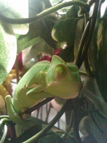 His name is bro hes 4-5 months old bought at NE reptile show in oct 2013 currently feeding on crickets mealworms waxworms cant wait till i get differe