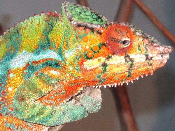 His new mating colors...