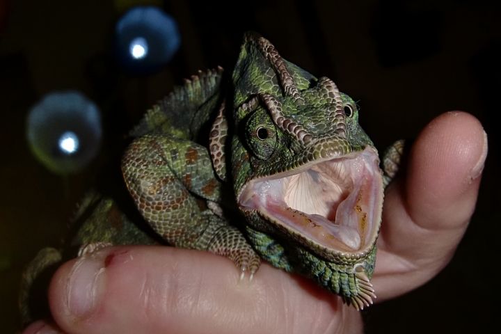 Hiss!